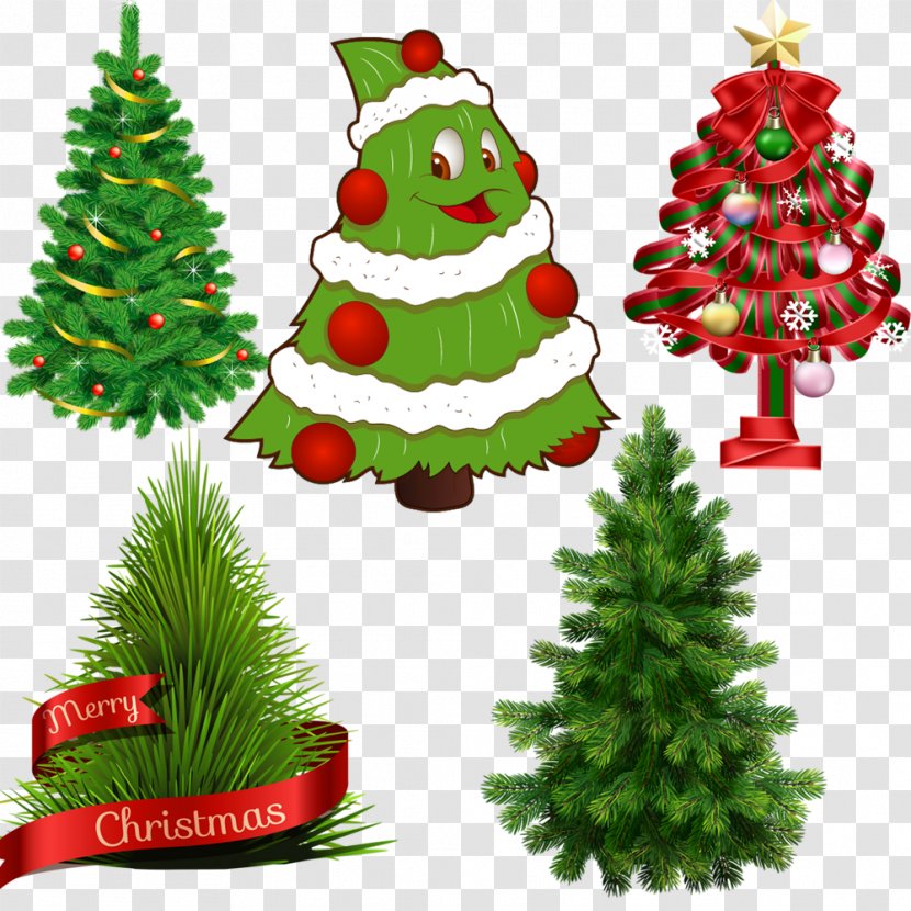 Scots Pine Tree Fir Norfolk Island - Cute Christmas Transparent PNG