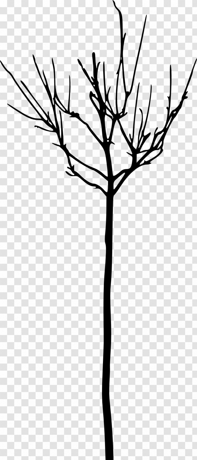 Tree Branch Woody Plant Clip Art - Drawing Transparent PNG