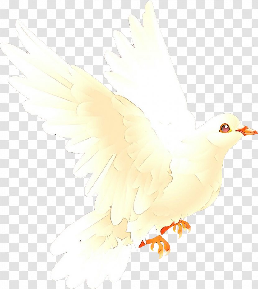 Chicken Cartoon - Water Bird - Wing White Transparent PNG