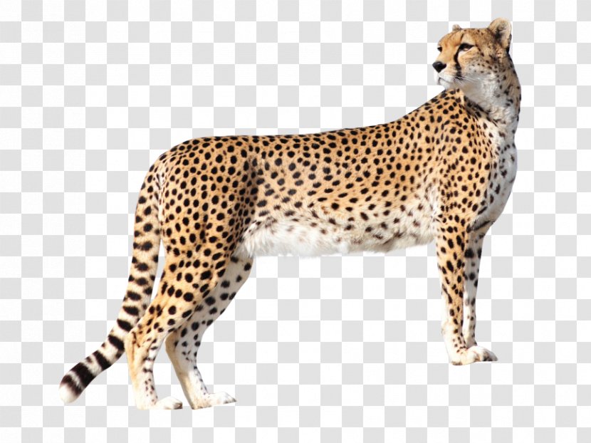 Cheetah Leopard Felidae Lion Jaguar - Snout Transparent PNG