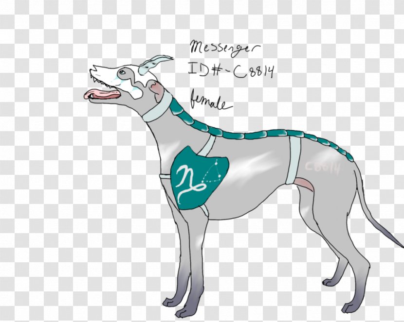 Whippet Italian Greyhound Spanish Sloughi - Sighthound - Vanity Url Transparent PNG