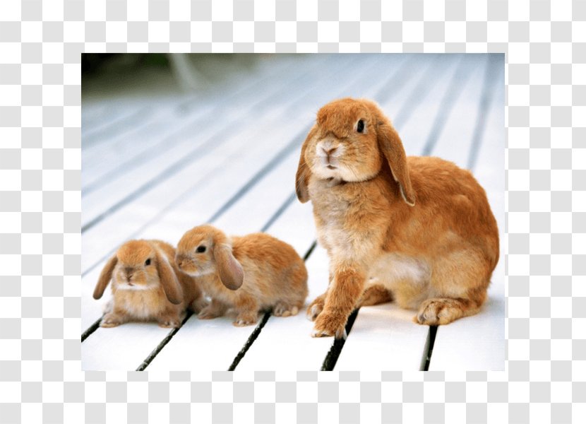 Holland Lop Baby Bunnies Domestic Rabbit Flemish Giant - Fauna Transparent PNG