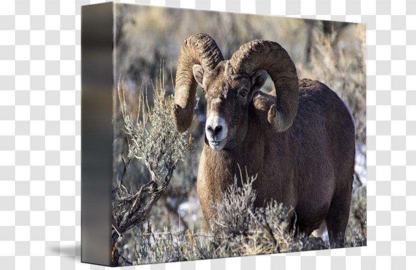 Feral Goat Argali Sheep Fauna - Goats - Horns Transparent PNG