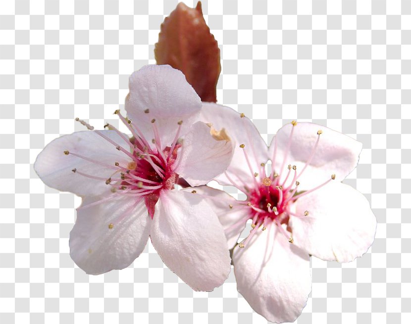 Cherry Blossom Flower Cerasus Transparent PNG