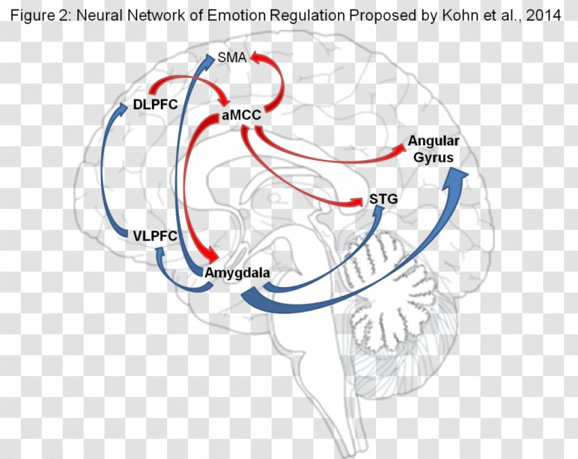 Emotional Self-regulation Brain Arousal Amygdala - Tree Transparent PNG