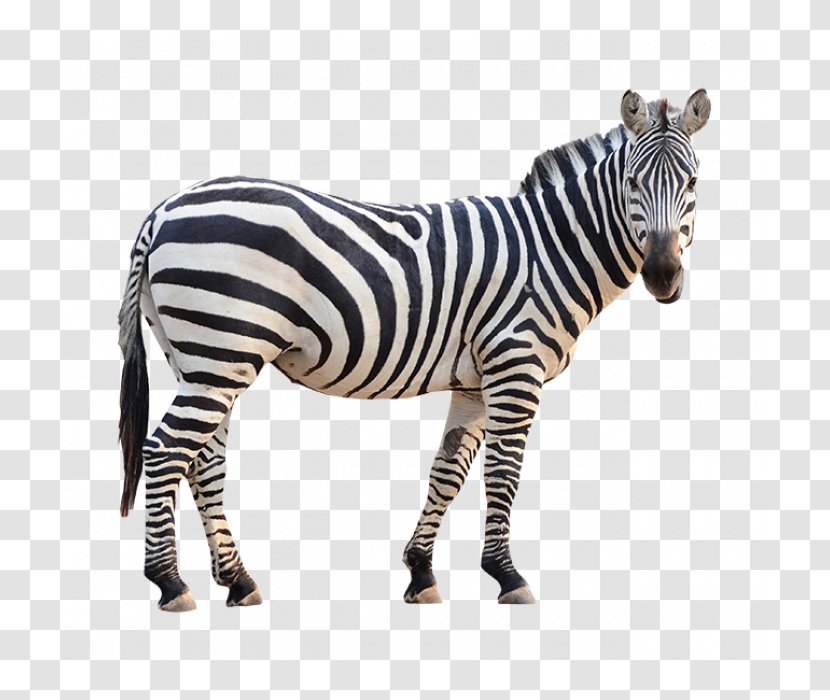 Burchell's Zebra Stock Photography Fotolia - Neck Transparent PNG