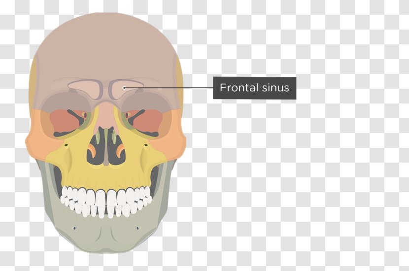 Zygomatic Process Of Maxilla Bone - Skull Transparent PNG