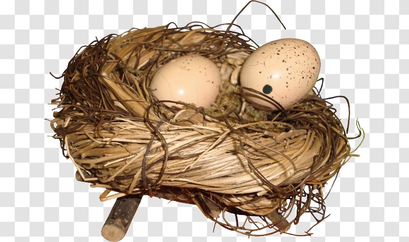 Bird Nest Egg - Eurasian Magpie Transparent PNG