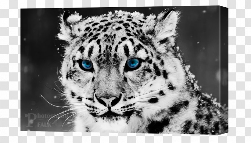 Snow Leopard Felidae Tiger Cheetah Transparent PNG