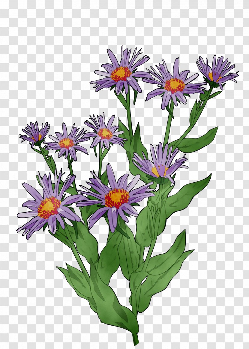 Clip Art Vector Graphics Image Drawing Openclipart - Tatarian Aster - Perennial Plant Transparent PNG
