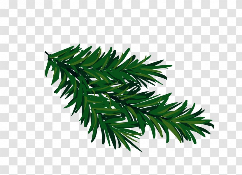 Spruce Fir Tree Clip Art - Evergreen - Pine Branches Transparent PNG