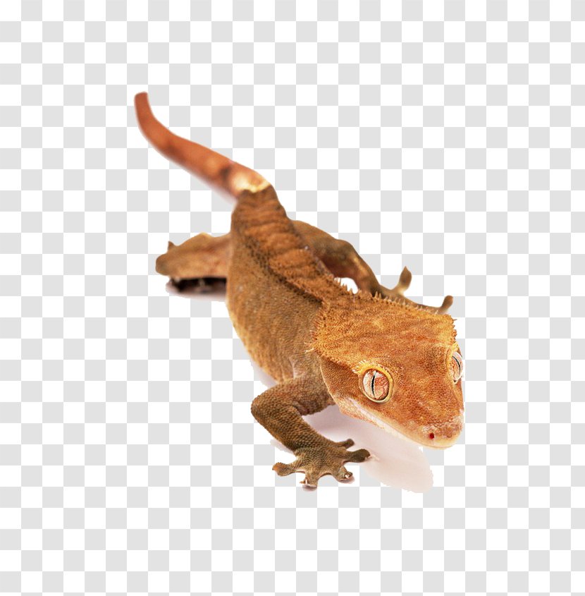 Lizard Reptile Crested Gecko Snake - Jacksons Chameleon - Yellow Animals Transparent PNG