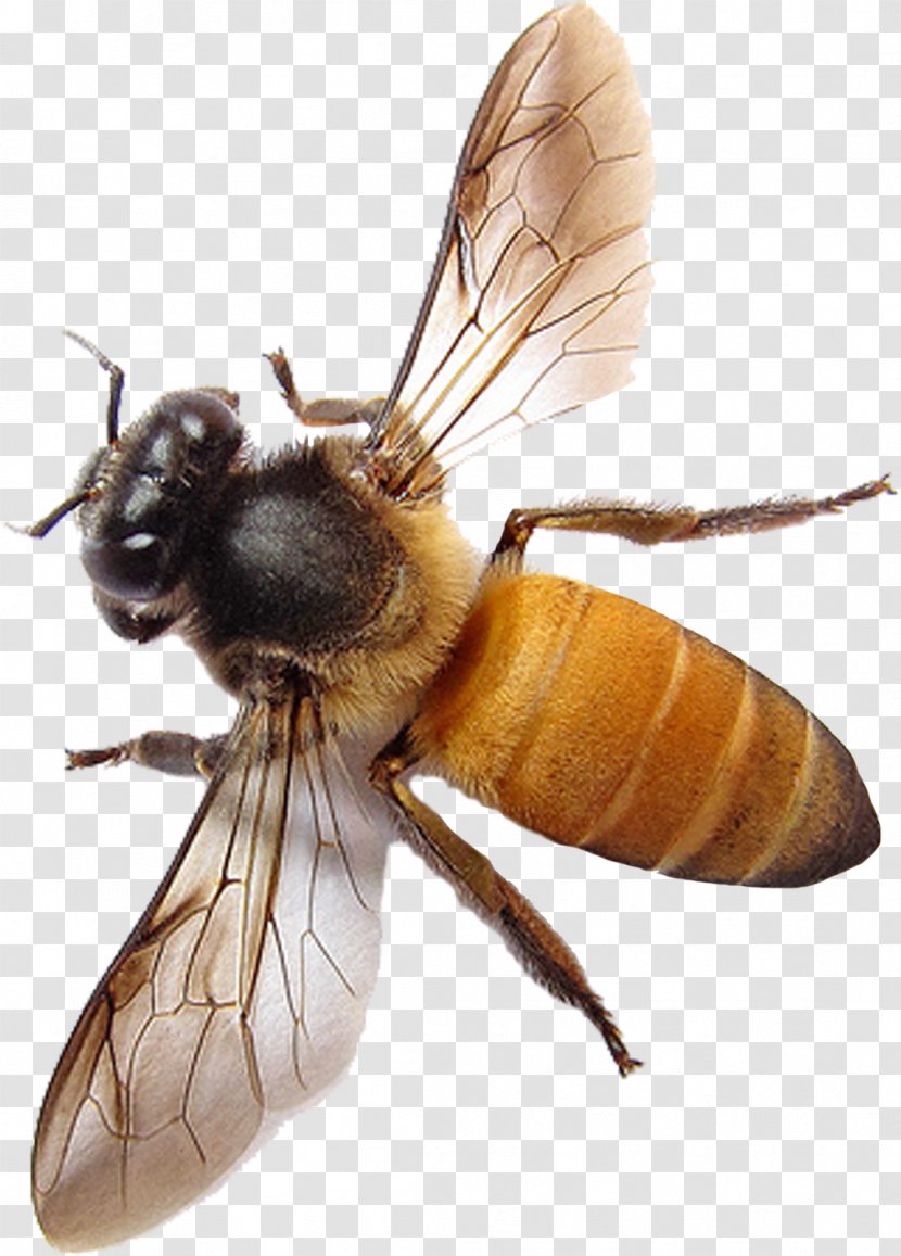Western Honey Bee Insect Apis Florea Hornet - Wing Transparent PNG