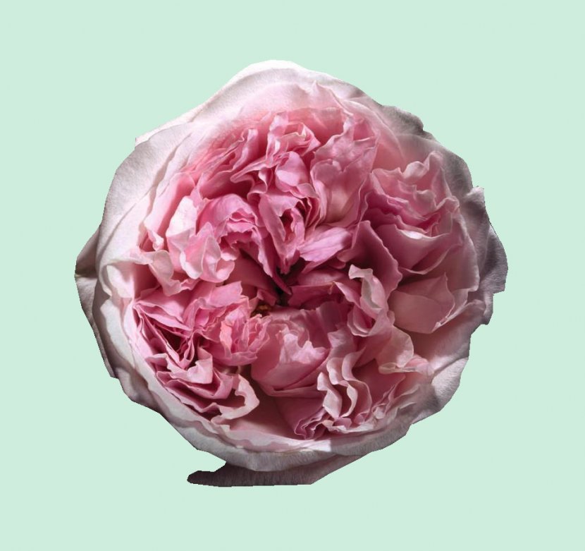Garden Roses Pin Flower Silk Brooch - Pink Transparent PNG