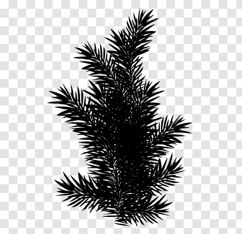 Clip Art English Yew Image - Cypress Family - Taxus Transparent PNG