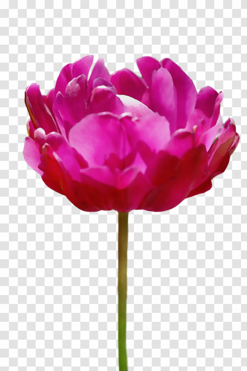 Rose Transparent PNG