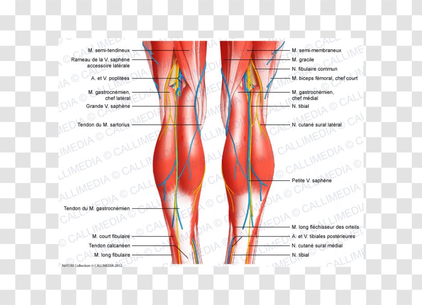 Knee Tendon Ligament Human Body Muscle - Heart - Digestif Transparent PNG