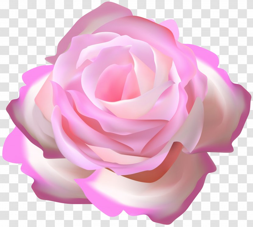 Garden Roses Pink Cabbage Rose Blue - Green Transparent PNG