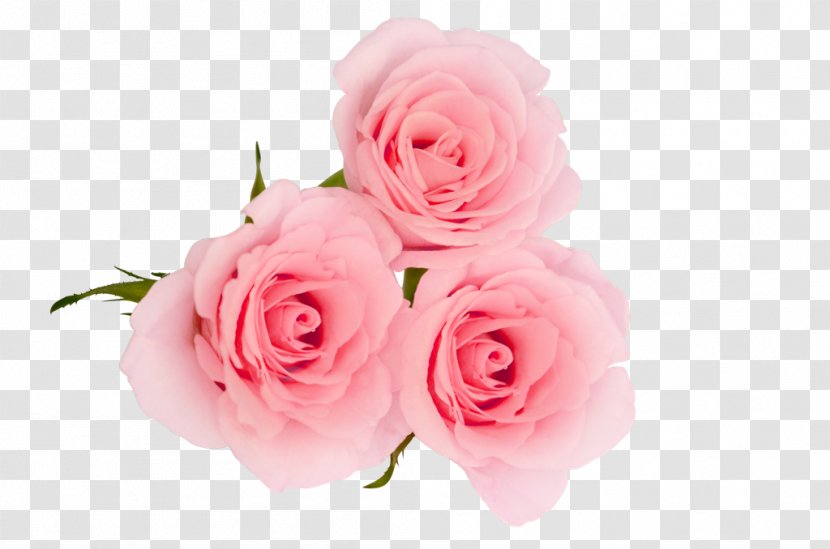 Centifolia Roses Flower Garden Petal Pink - Coconut Oil - Rose Transparent PNG