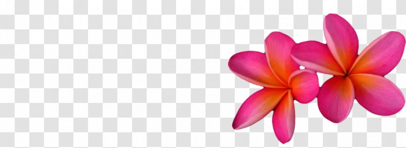 Frangipani Moth Orchids Cut Flowers Plant - Flower Transparent PNG