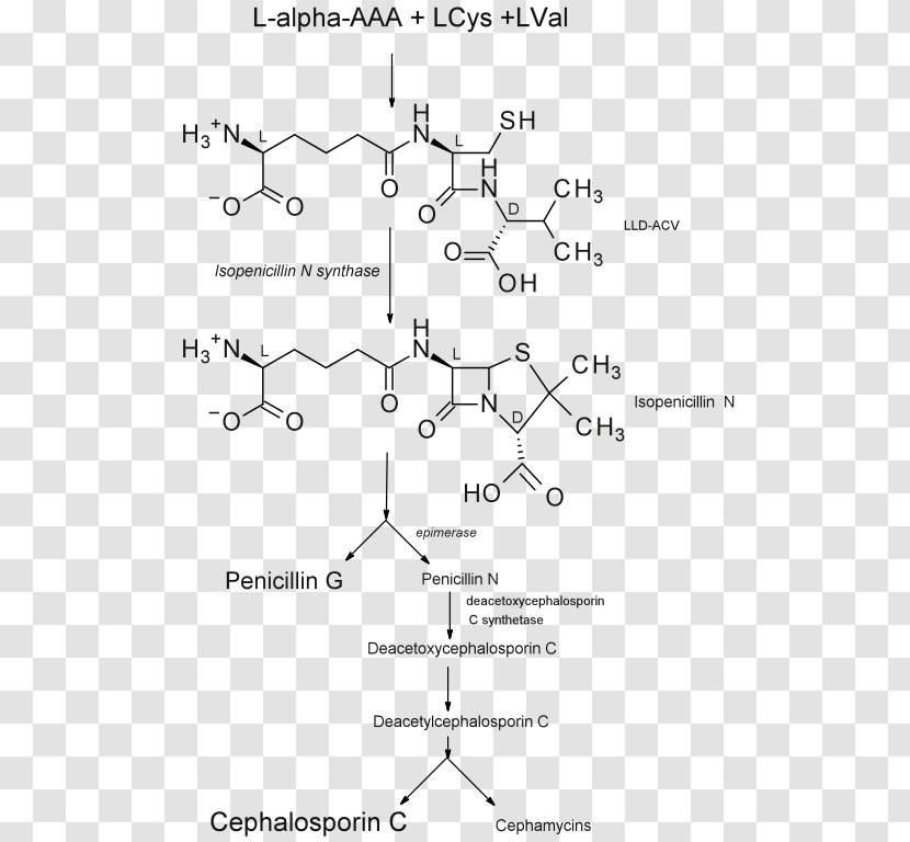 Isopenicillin N Synthase Biosynthesis Benzylpenicillin Cephalosporin - Antibiotic Transparent PNG