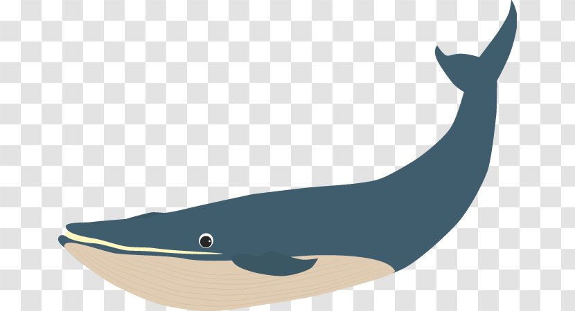 Tucuxi Porpoise Cetacea Blue Whale Illustration - Icon Transparent PNG