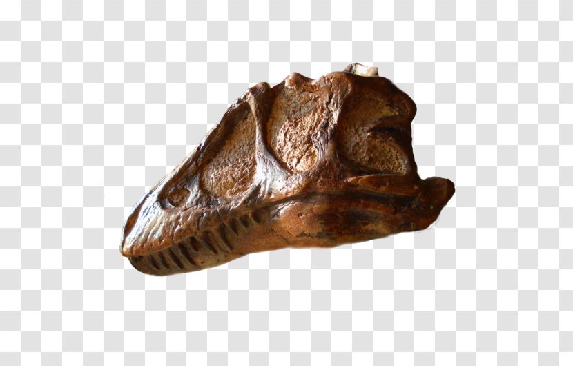 Prehistory Tyrannosaurus Reptile Dinosaur We Are Proud To Present A Presentation About The Herero Of Namibia, Formerly Known As Southwest Africa, From German Sudwestafrika, Between Years 1884–1915 - Jaw Transparent PNG