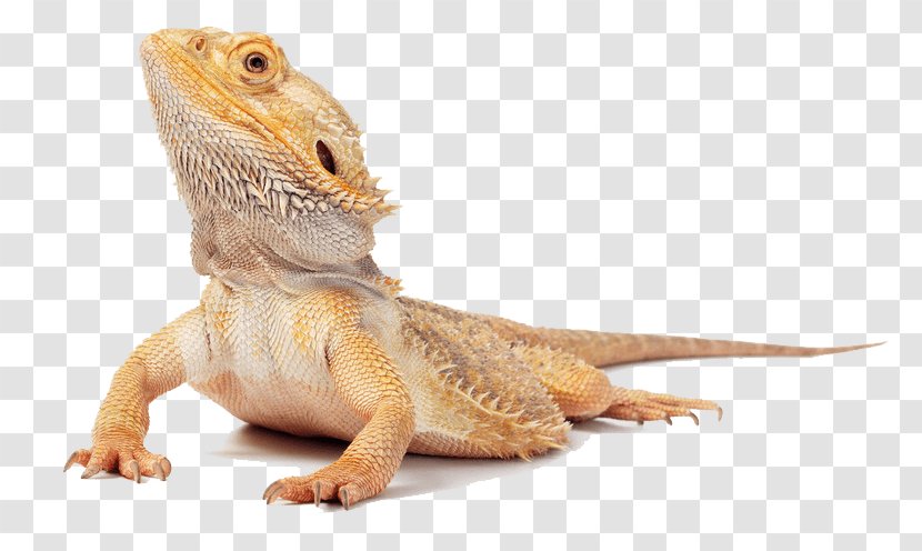 Dragon Background - Lizard - Gecko Iguania Transparent PNG