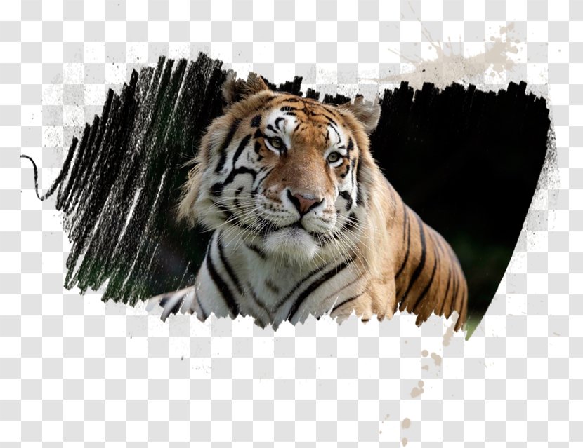 Sriracha Tiger Zoo T.I.G.E.R.S. Preservation Station Whiskers Leopard - Big Cats Transparent PNG
