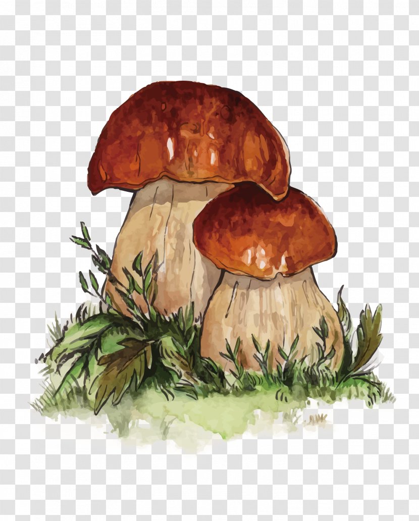 Penny Bun Edible Mushroom Fungus - Ingredient - Vector Two Mushrooms Transparent PNG