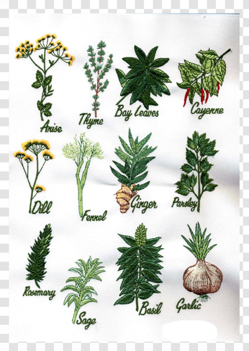 Herb Flowerpot Pine Evergreen - Medicinal Herbs Transparent PNG