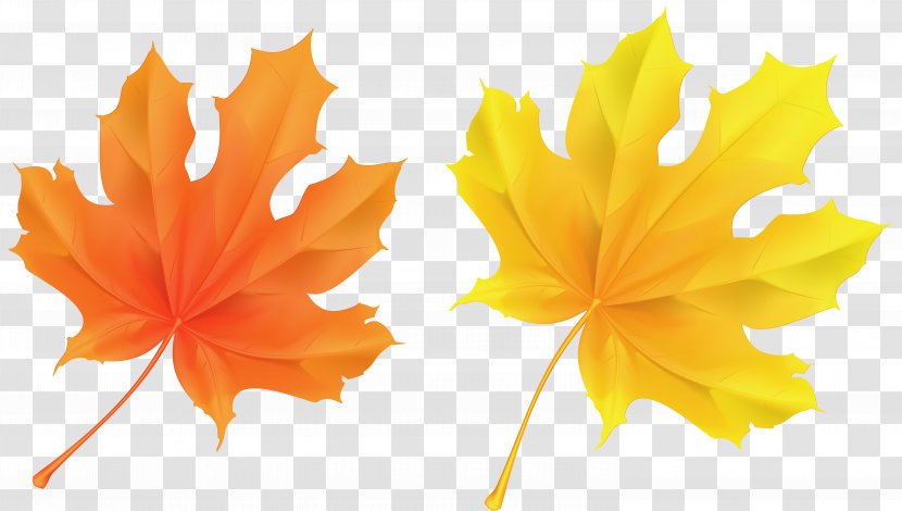 Autumn Leaf Color Orange Clip Art - Transparent Yellow And Leaves Picture Transparent PNG