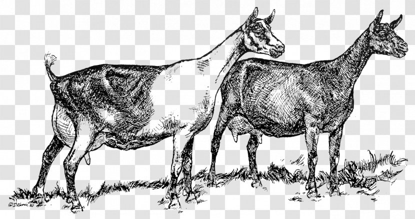 Cattle Alpine Goat Saanen Angora Livestock - Like Mammal Transparent PNG
