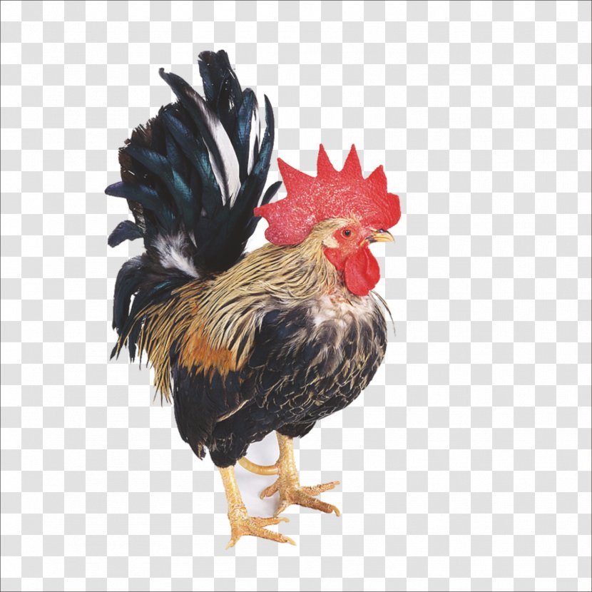 Dutch Bantam Chinese Zodiac Rooster Poultry - Chicken - Cock Transparent PNG
