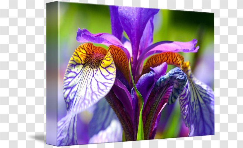 Northern Blue Flag Close-up Irises - Violet Family - Watercolor Iris Transparent PNG