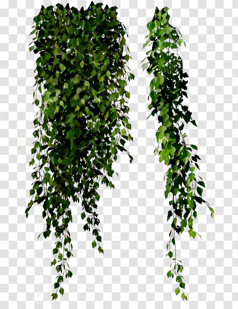 Leaf Tree Shrub - Herb - Plant Transparent PNG