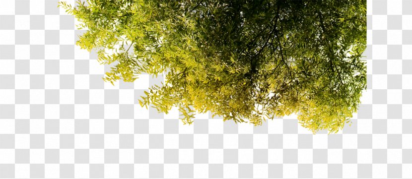 Green Tree Poster Wallpaper - Information - Creative Transparent PNG
