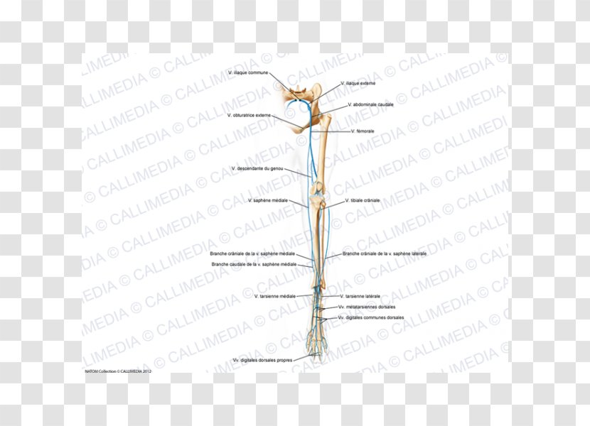 Insect Twig Energy Line Plant Stem - Flower Transparent PNG
