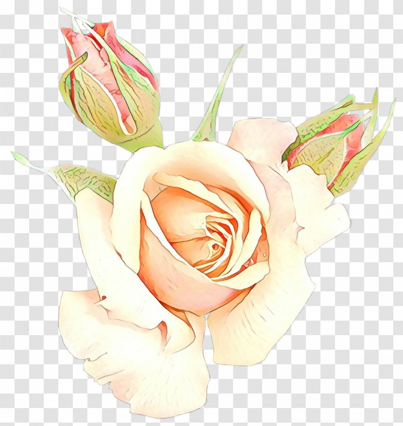 Garden Roses - Petal - Flowering Plant Transparent PNG