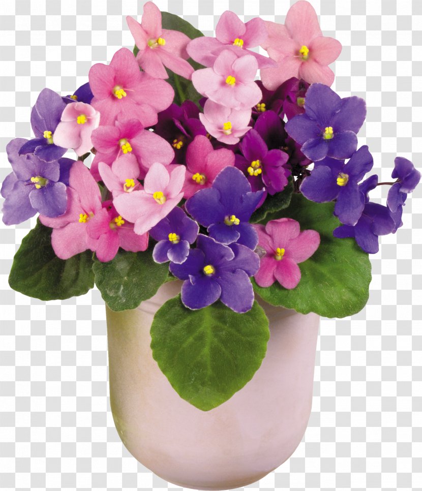 Viola Tricolor African Violets Houseplant Vase Flower - Jasmine Transparent PNG