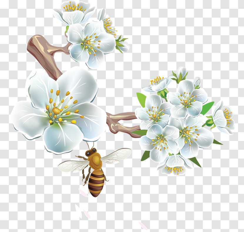 Honey Bee Flower Clip Art - Membrane Winged Insect - Ew Transparent PNG