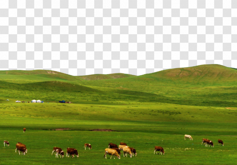 Grassland Sheep Steppe Grazing Meadow Transparent PNG