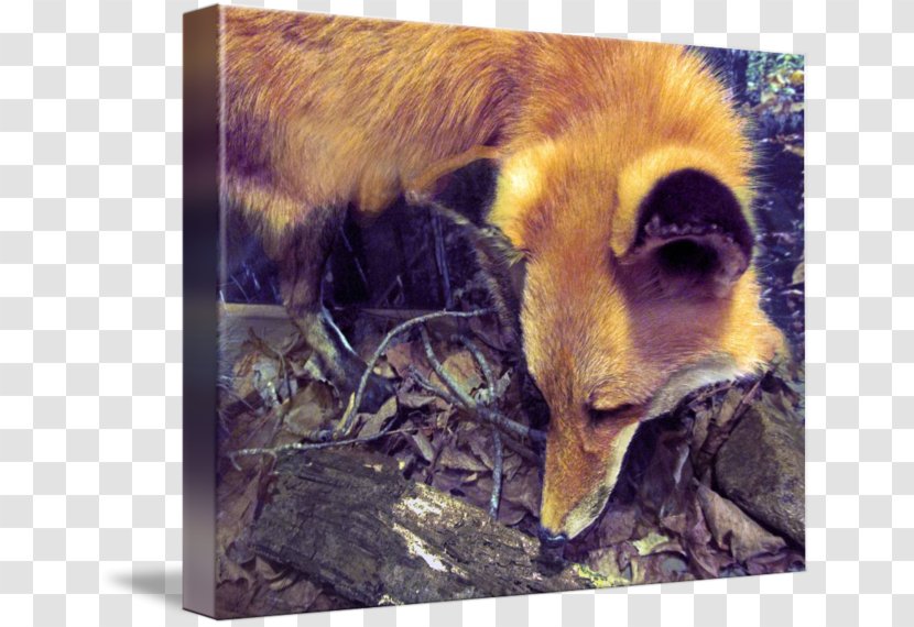 Red Fox Fauna Wildlife Snout News - Watercolor Transparent PNG