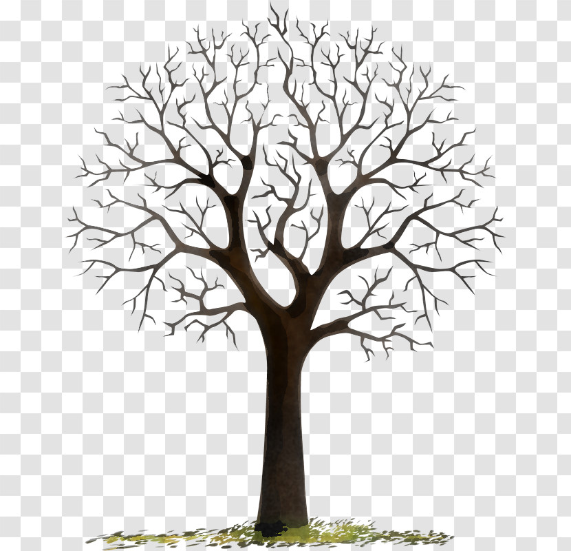 Tree Branch Woody Plant Plant Leaf Transparent PNG