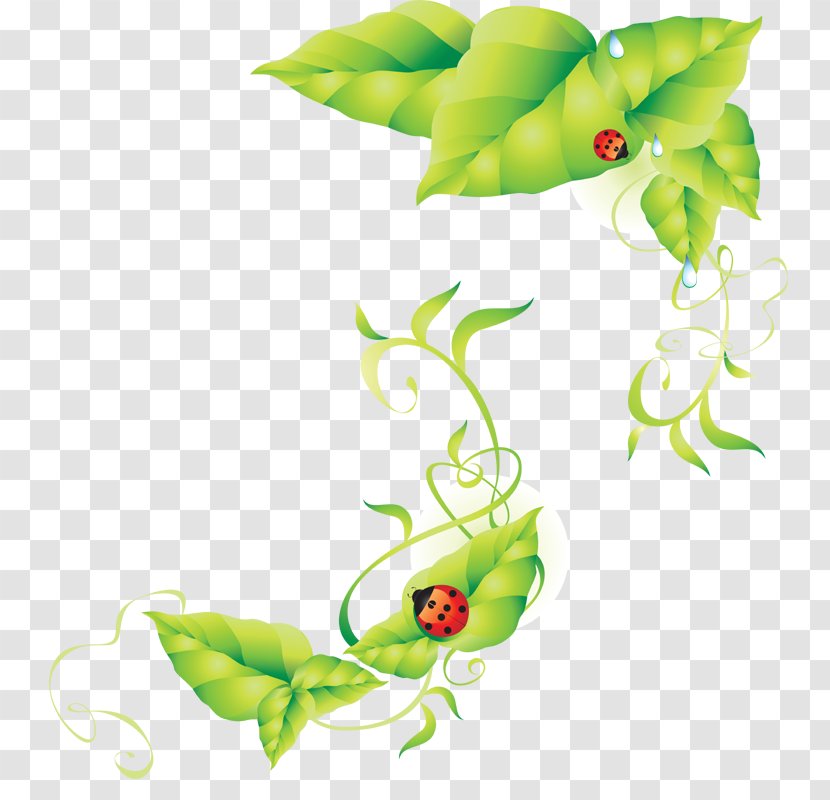 Ladybird - Fruit - Ladybug Transparent PNG