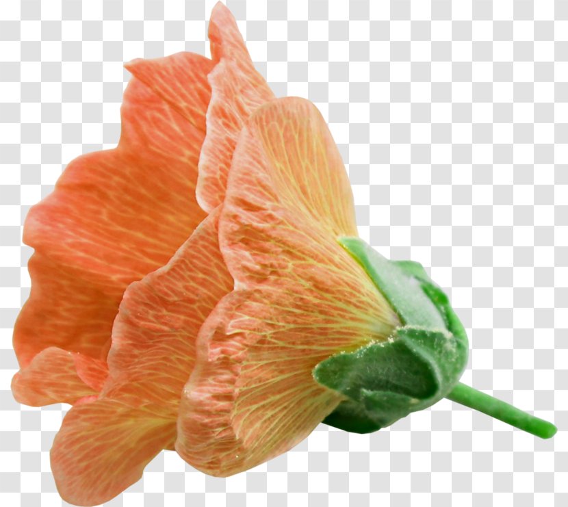 Petal Mallows Cut Flowers - Orange - Petals Transparent PNG