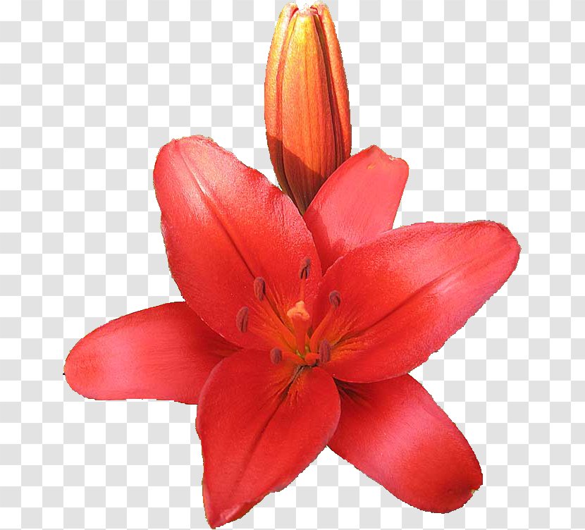 Cut Flowers Petal Lily M - Flower Transparent PNG