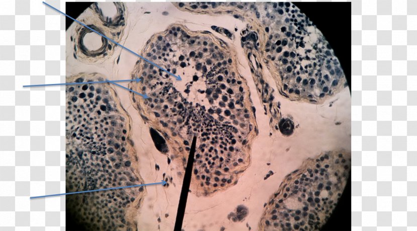 Abziehtattoo Organism - Stratified Columnar Epithelium Transparent PNG