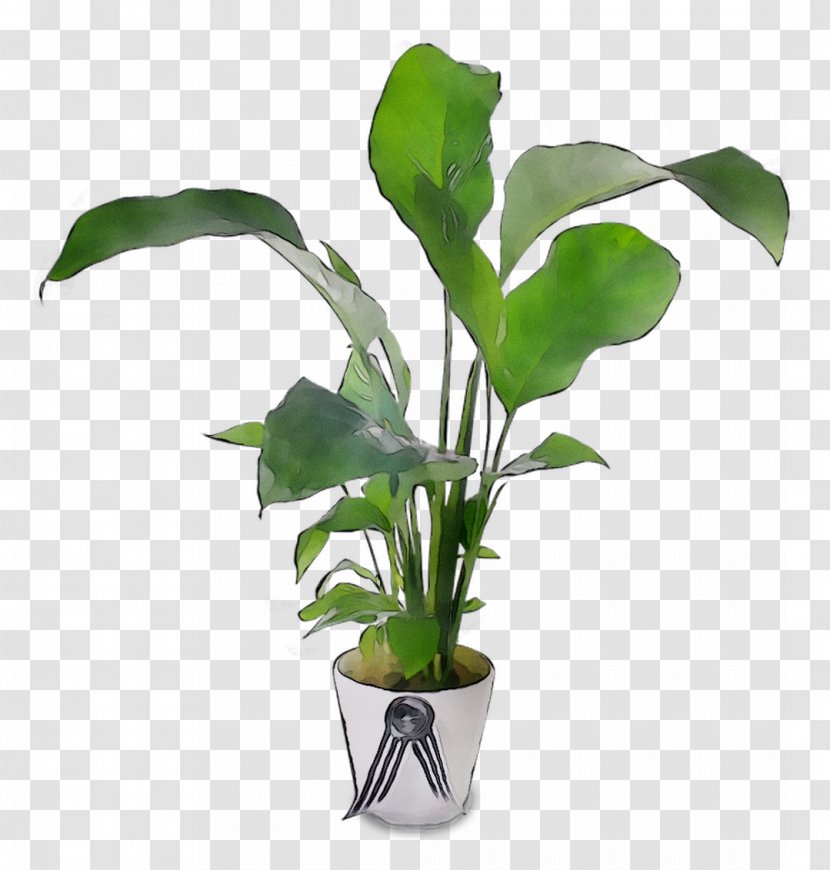 Fiddle-leaf Fig Houseplant Chinese Evergreens Variegation - Alocasia Transparent PNG