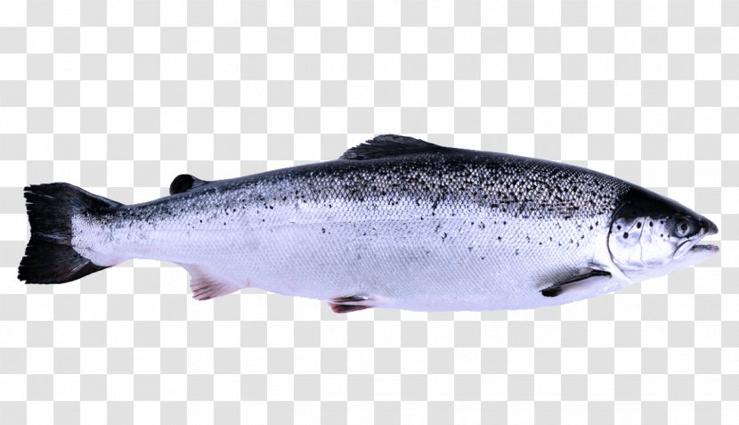 Fish Salmon Coho Salmon-like - Oncorhynchus Bass Transparent PNG